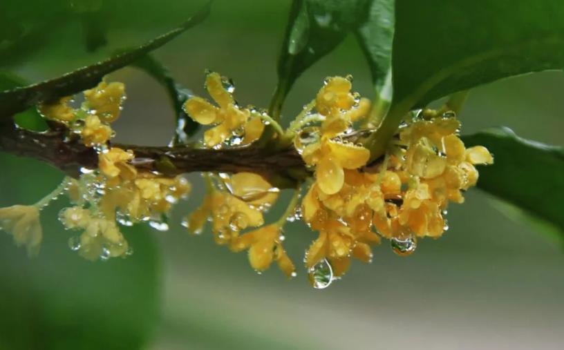 春季桂花移栽修剪有訣竅，襄陽(yáng)園林綠化公司親傳經(jīng)驗(yàn)，來(lái)年花多枝密長(zhǎng)勢(shì)好