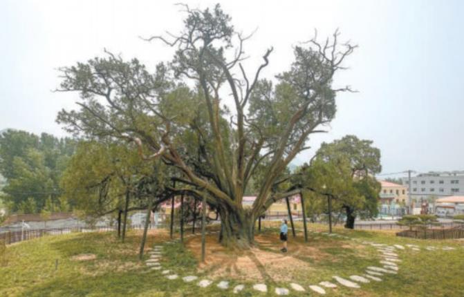 北京明年再建20處古樹公園 探索本體與生境統(tǒng)一保護(hù)模式