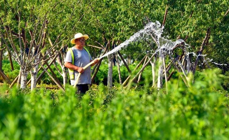 襄陽園林綠化公司對于養(yǎng)護技術要點分享