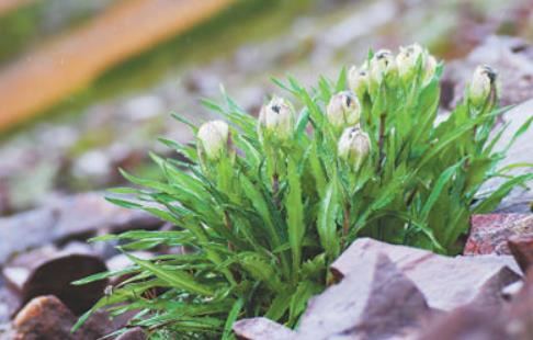 冰天雪地，為何也有植物開花？